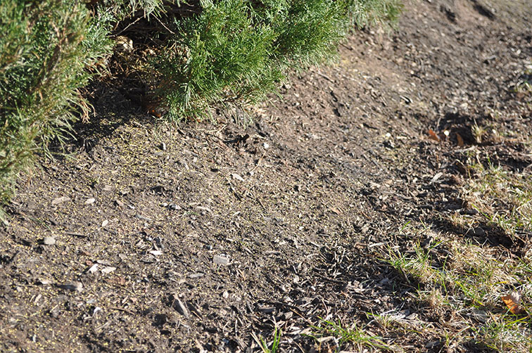 Shrub bed with pre-emergent weed control applied