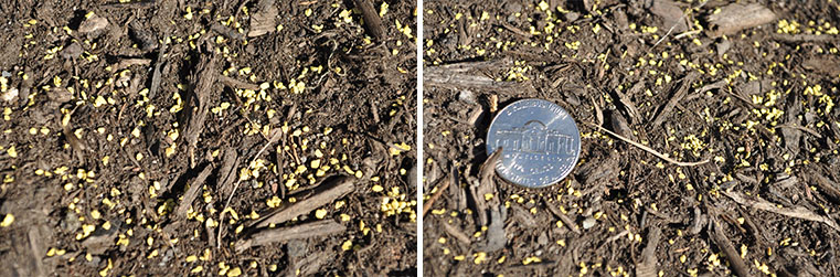 Pre-emergent weed control in a shrub bed