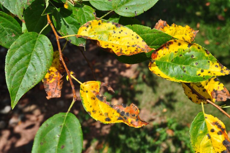 Picture of diseased tree leaves
