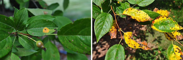 Leaves showing effects of Apple Scab and Rus