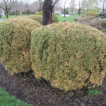 boxwoods