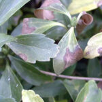 Leaves showing the effects of Volutella