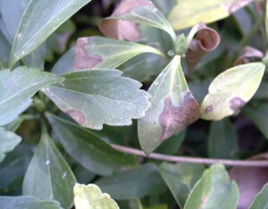 Leaves showing the effects of Volutella