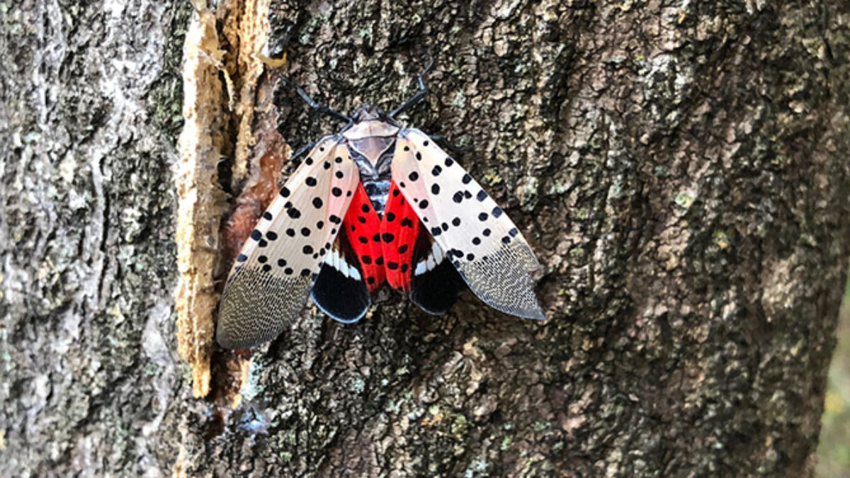Spotted Lanternfly