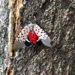 a spotted lanternfly on a tree trunk