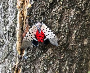 a spotted lanternfly on a tree trunk