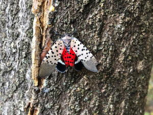 a spotted lanternfly on a tree trunk