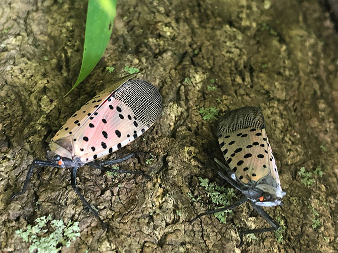 two spotted lanternflies on a tree trunk