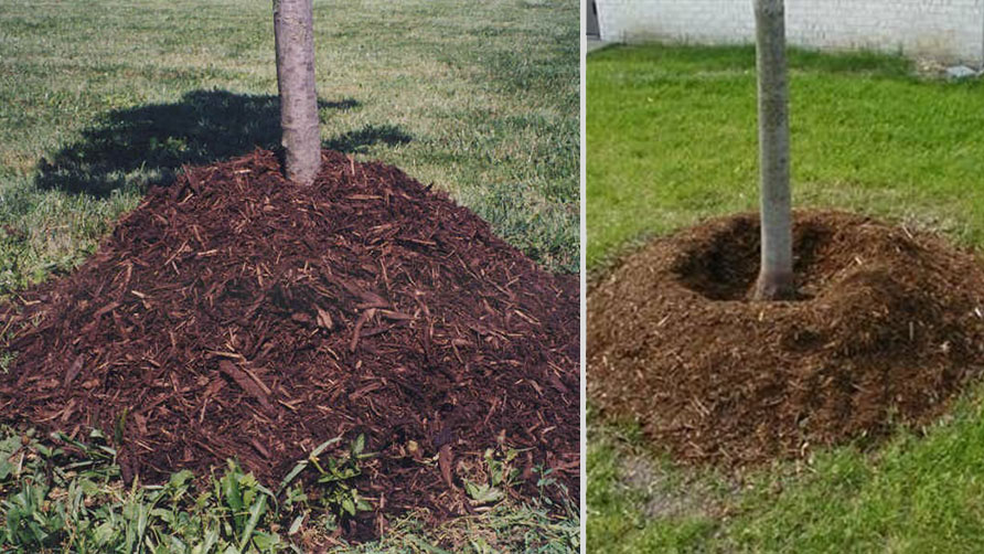 bases of two trees, demonstrating an overly mulched tree and a properly mulched one