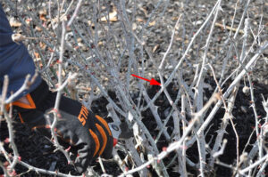 Crossing branches of a rose bush