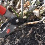 Removing dead branches from rose bush