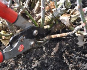 Removing dead branches from rose bush