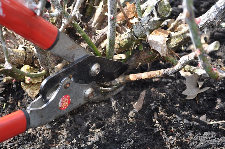 Removing dead branches from rose bush