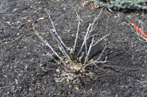 Rose bush cleared of all debris