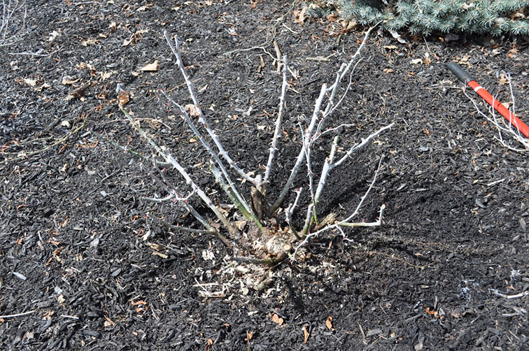 Rose bush cleared of all debris