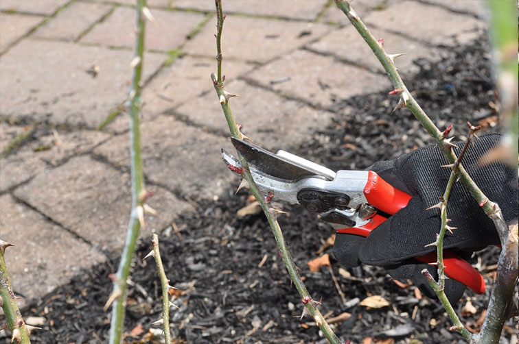 pruning tool being used to cut a rose bush