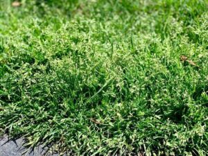 Annual Bluegrass seed heads