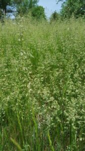 Seed heads