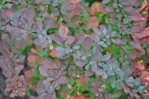 barberry shrub