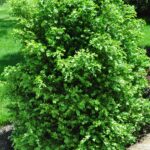 Boxwood