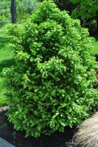 boxwood shrub