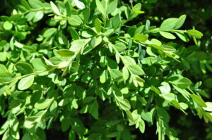 close up of boxwood shrub