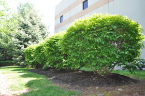 winged euonymus bush