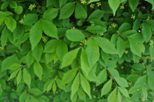 close up of winged euonymus