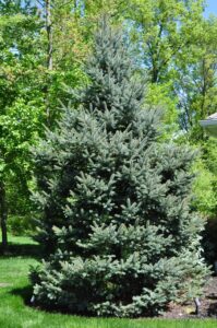 Blue Spruce tree