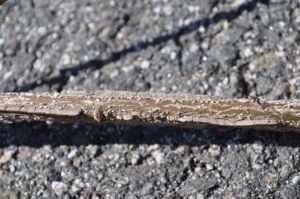 Scale on a branch