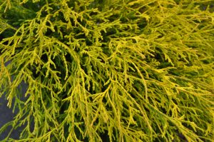 close up of a Golden Threaded Cypress bush