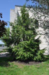 Hemlock tree