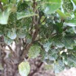 insects on leaves