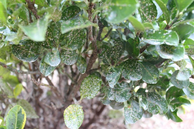 insects on leaves