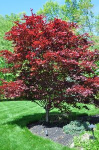 Japanese Maple tree