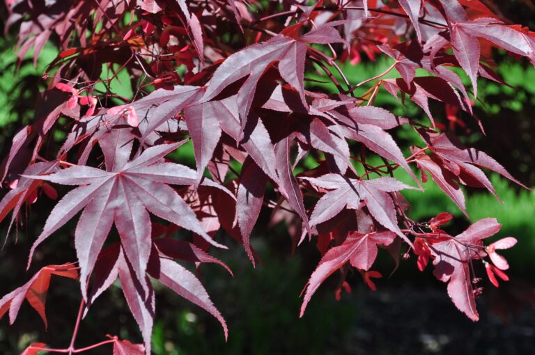 Japanese maple