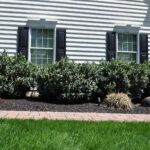 laurel shrubs