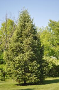 Norway spruce tree