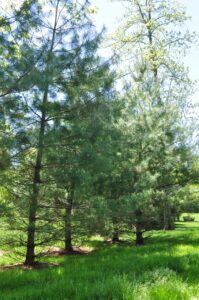 white pine trees