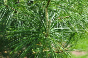 close up of white pine tree