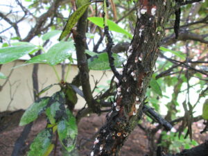Scale on a branch