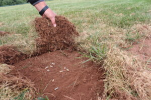 Grubs in the dirt
