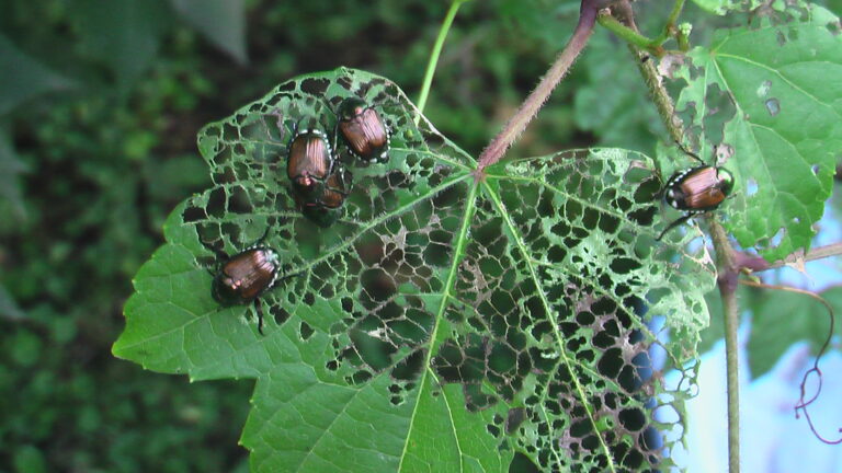 Japanese beetles