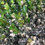 boxwood blight