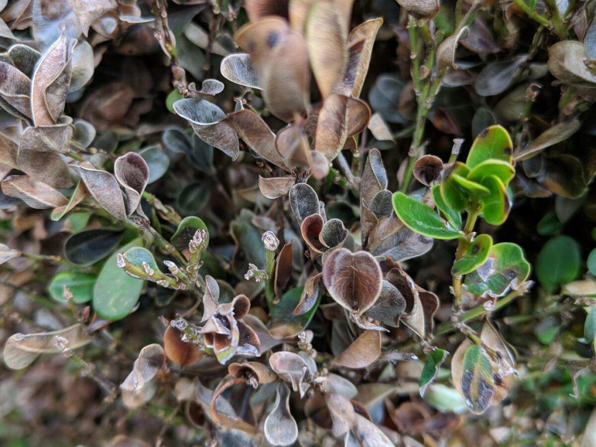 Boxwood Blight Treatment