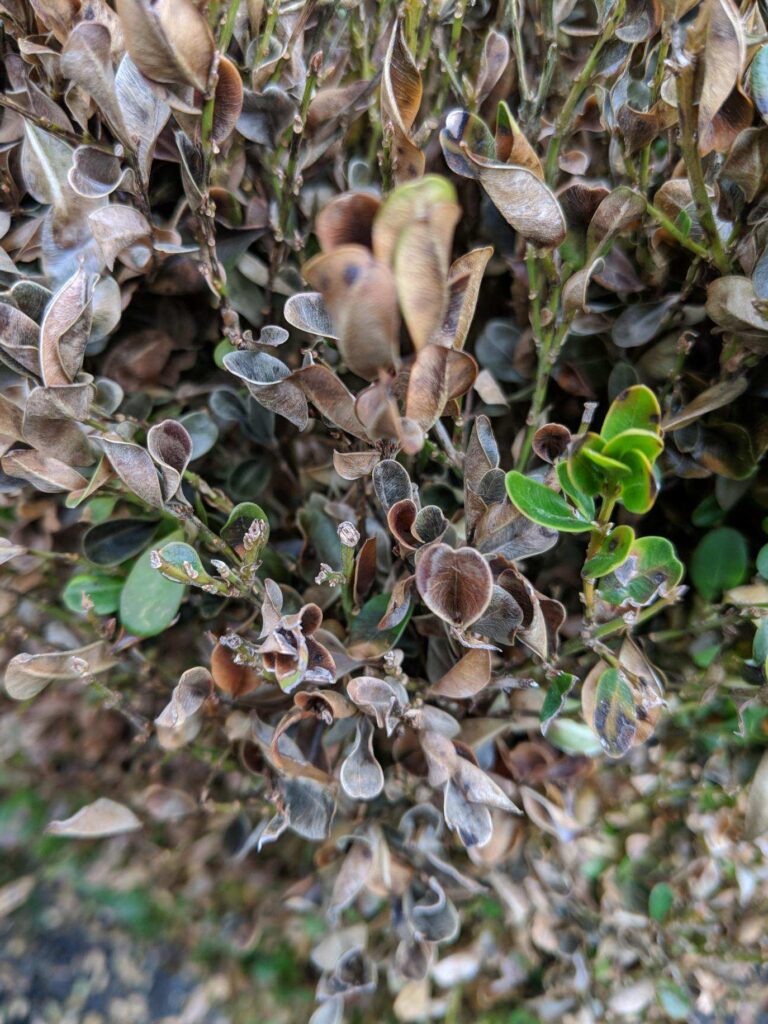 boxwood blight
