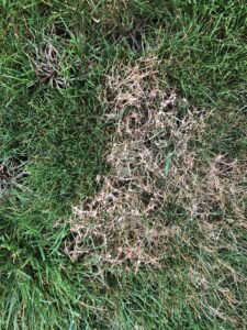 Diseased lawn