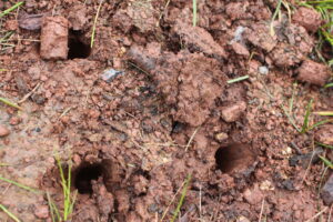 Core aerated soil