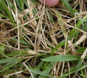Brown patch grass