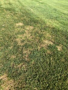 Dollar spot grass